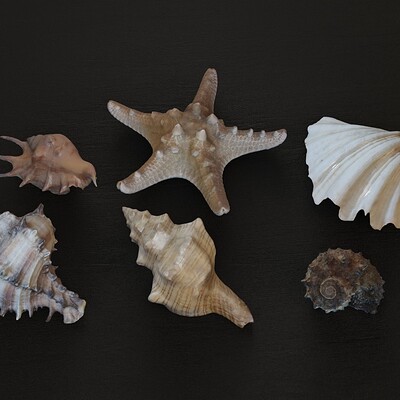 Phil mist seashells preview1