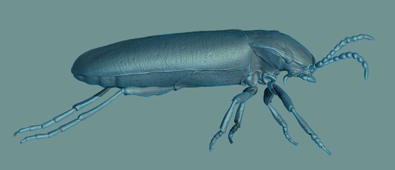 Diving Beetle rendered in ZBrush