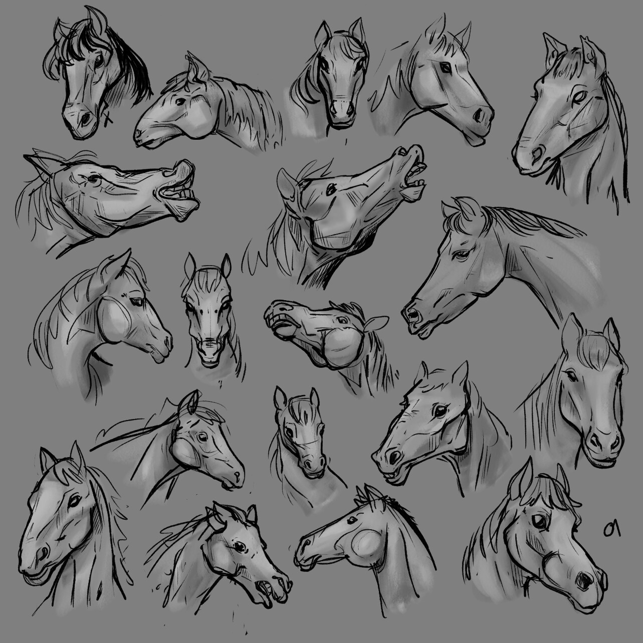 Horse Head Studies