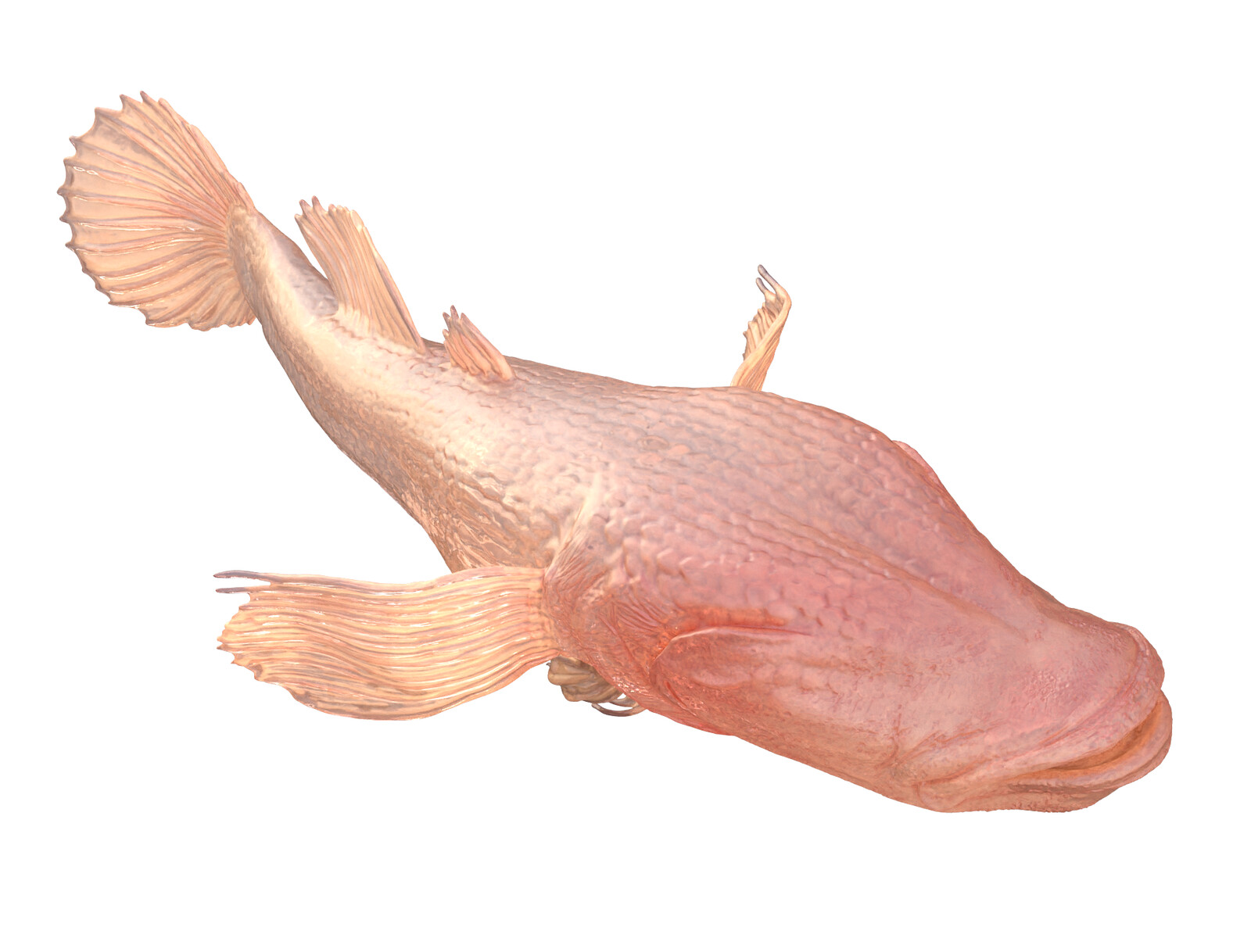 Keyshot render of fish model