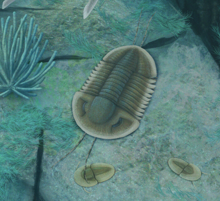 Asaphiscus (larger) and a Naraoia duo