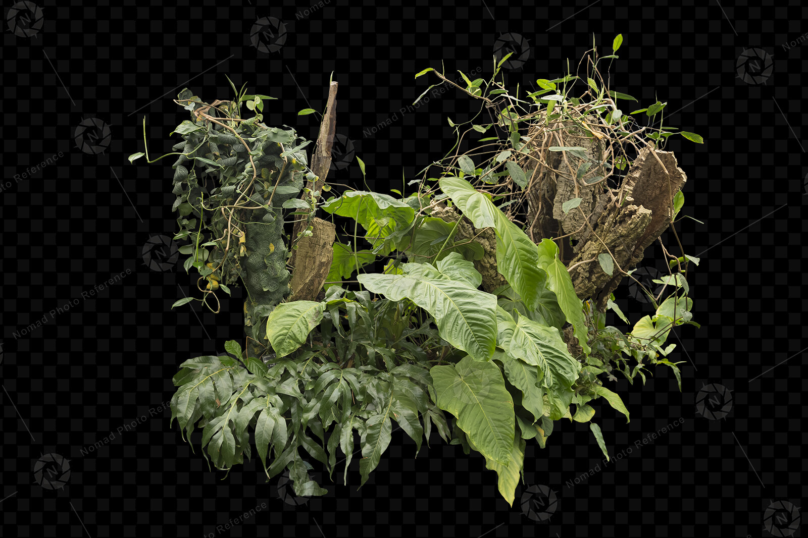 From the PNG Photo Pack: Tropical Foliage 

https://www.artstation.com/a/14810740