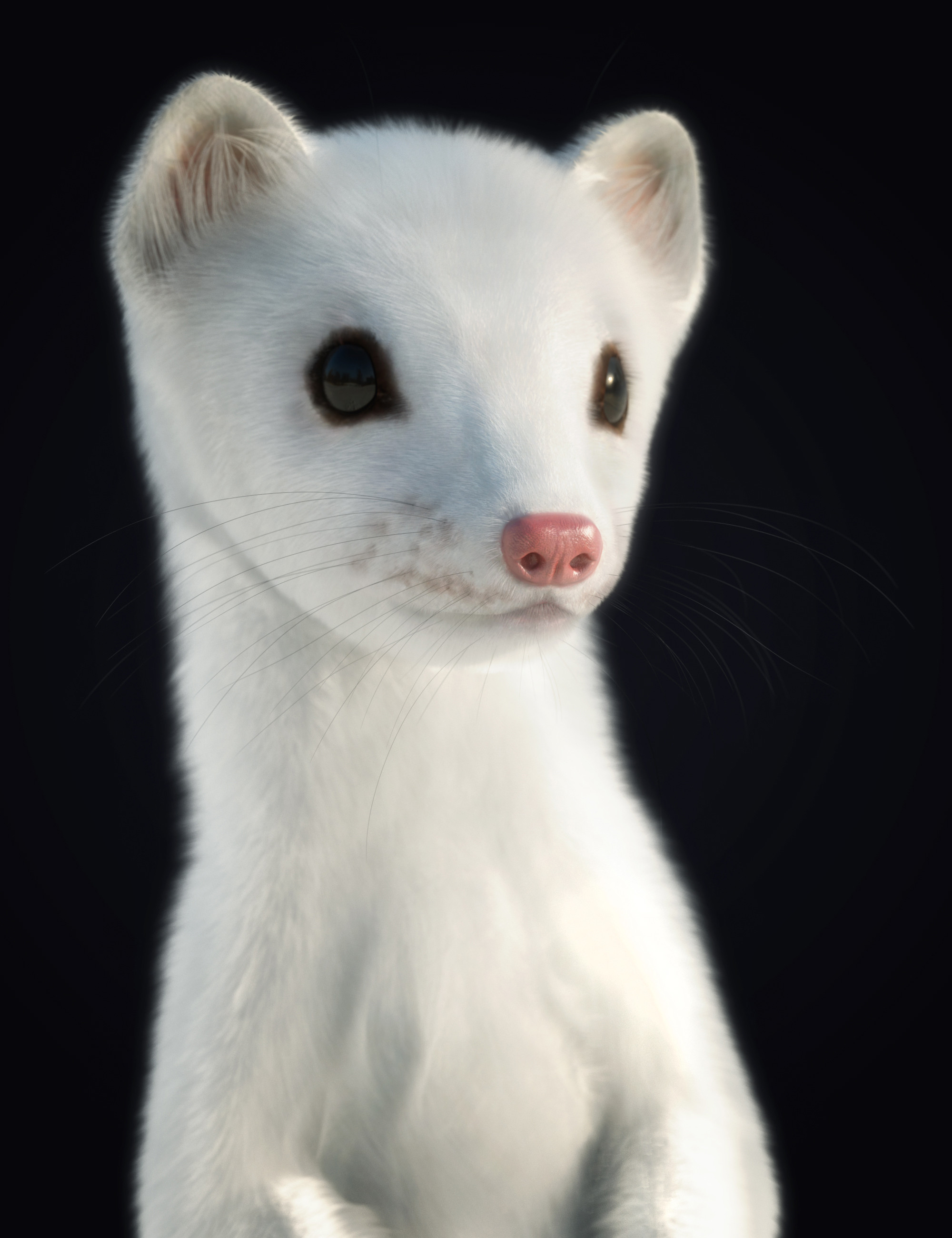 Weasel azosi