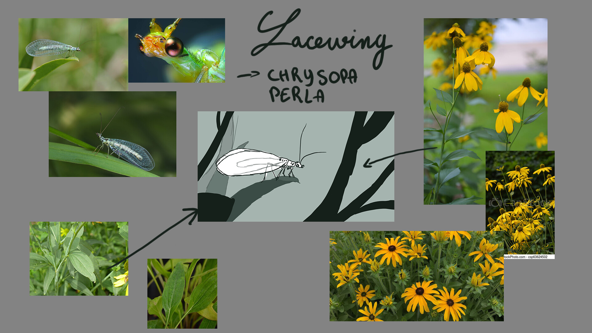 Manon Agtz - insect exercice