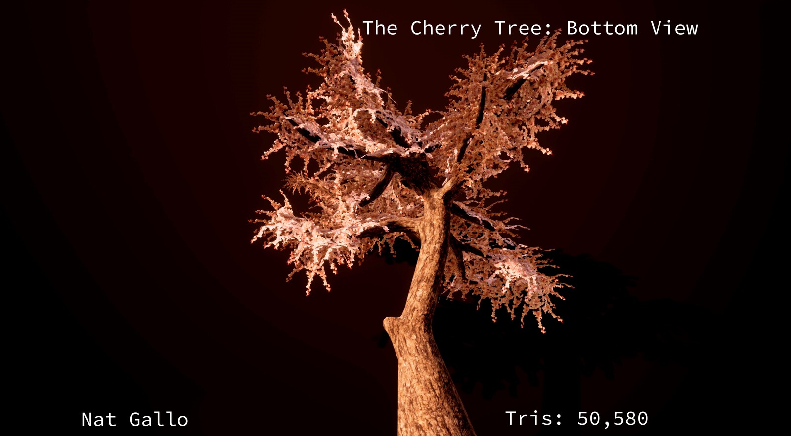 Bottom up perspective of the cherry blossom tree asset