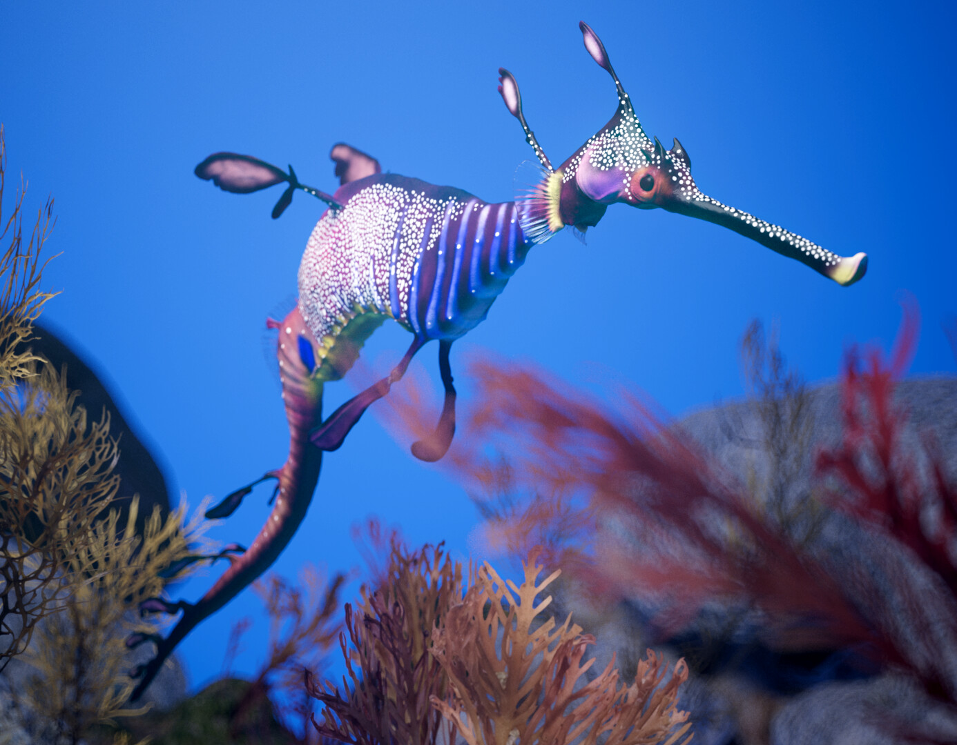 Sea Dragon rendered in Redshift for Maya