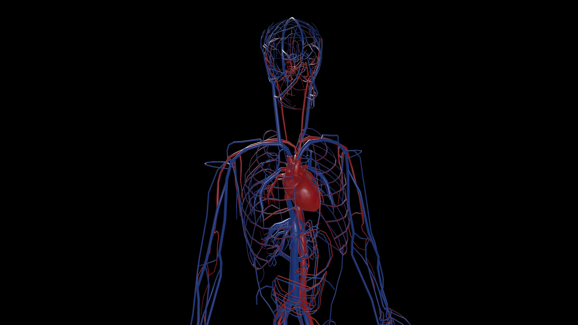 ArtStation - Human circulatory system.