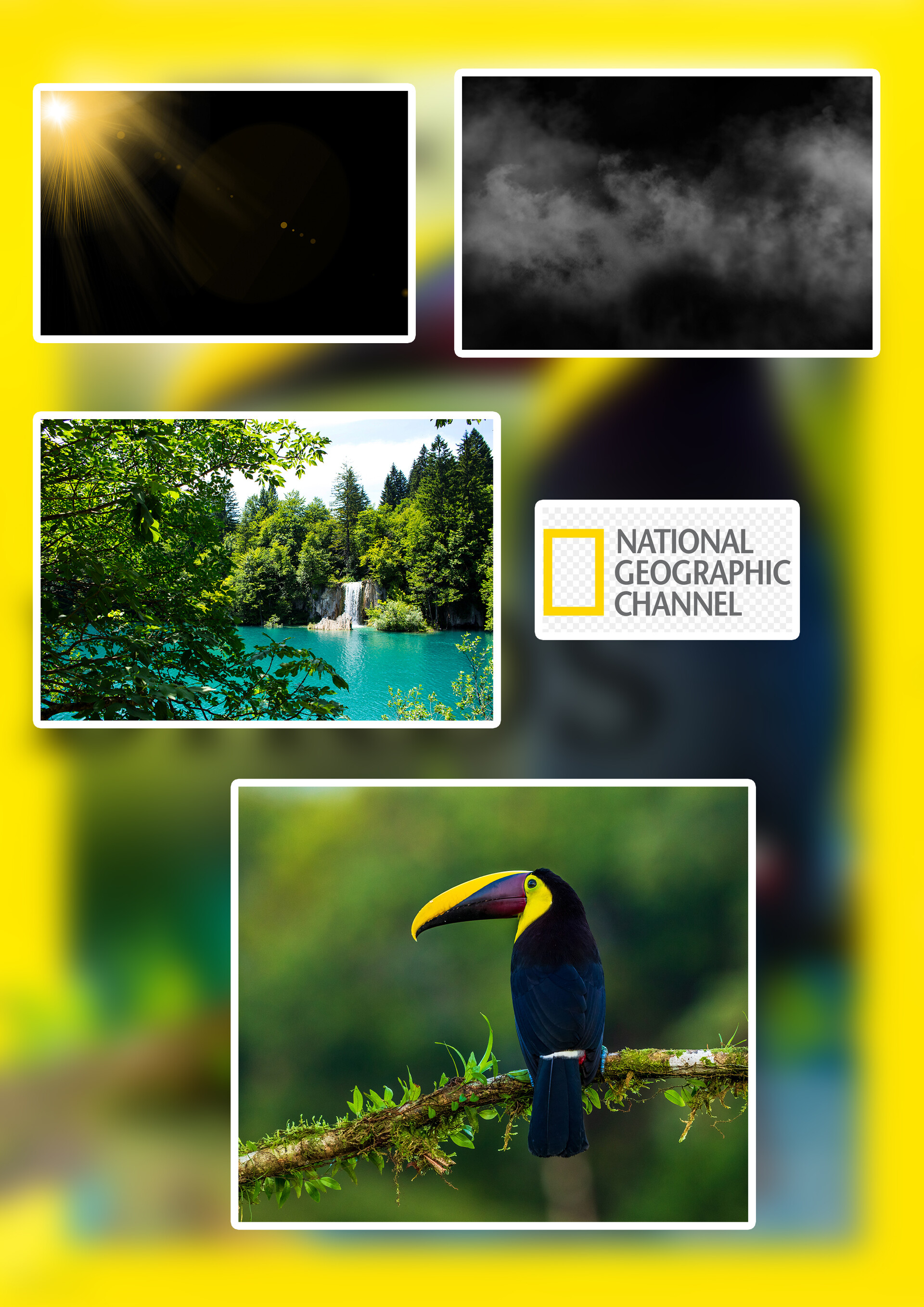 national geographic birds wallpapers