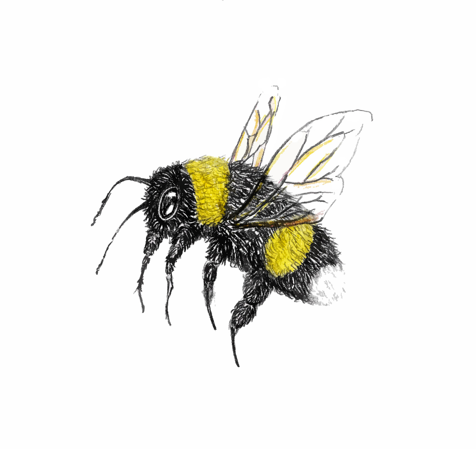 Aedon Finch - bumblebee