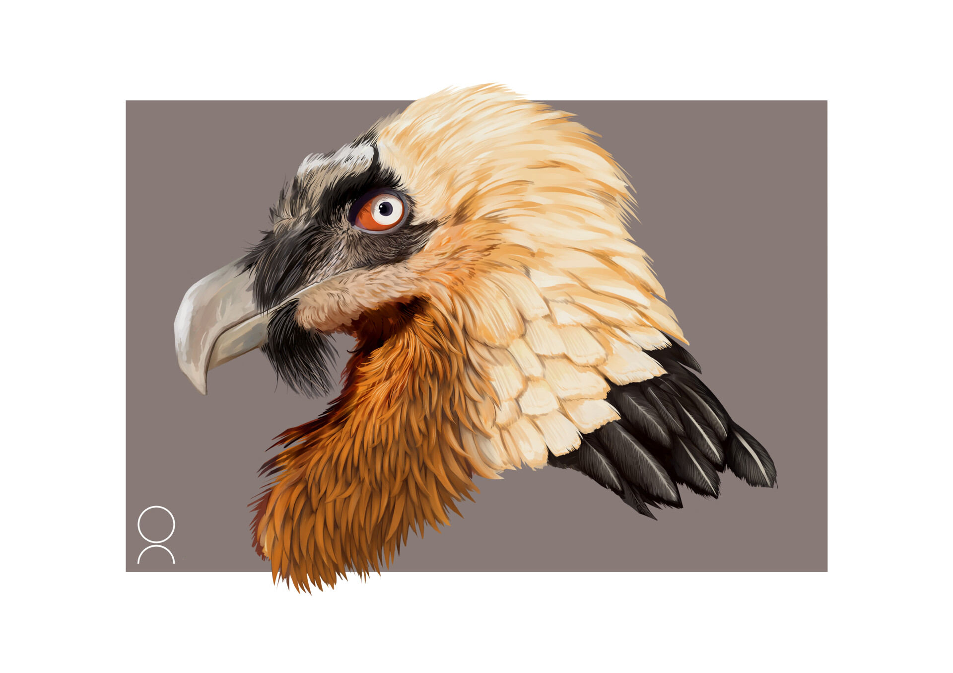ArtStation - Lammergeier | Bearded Vulture