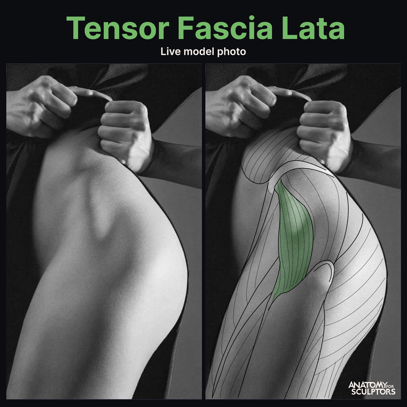 Anatomy For Sculptors - Tensor Fascia Lata