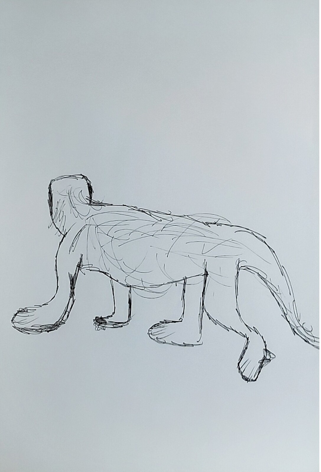 Sketches of Tropical Animals