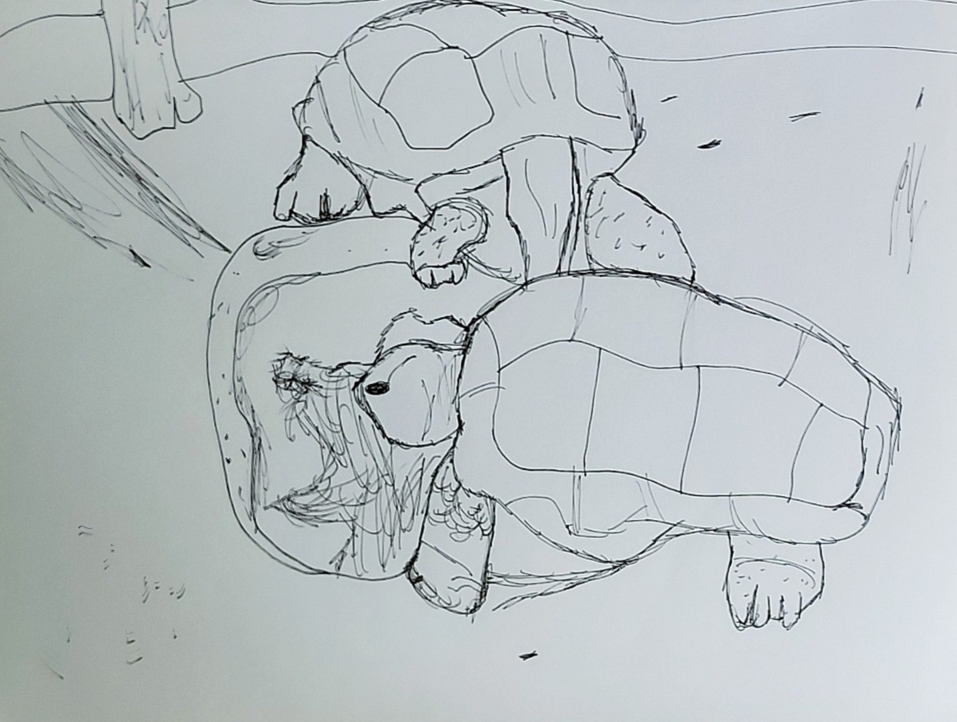 turtles at the zoo