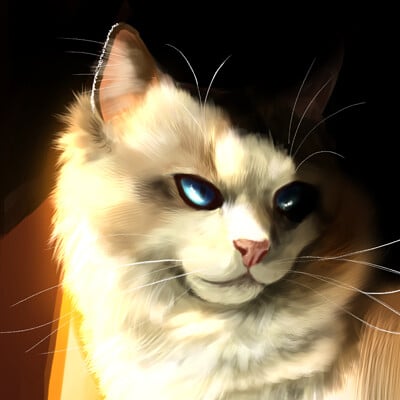 Ragdoll Cat Portrait