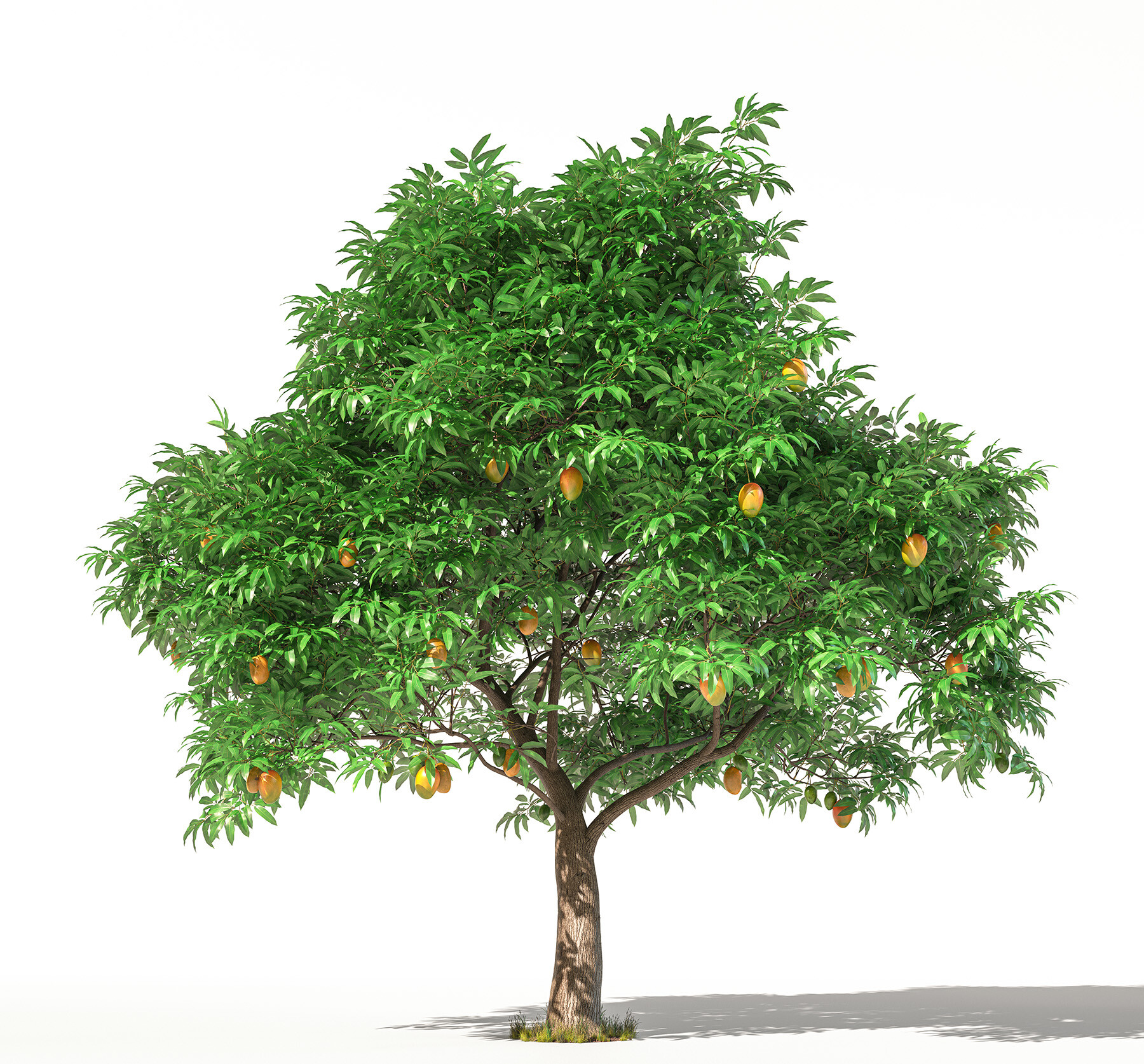 ArtStation - Animated mango tree