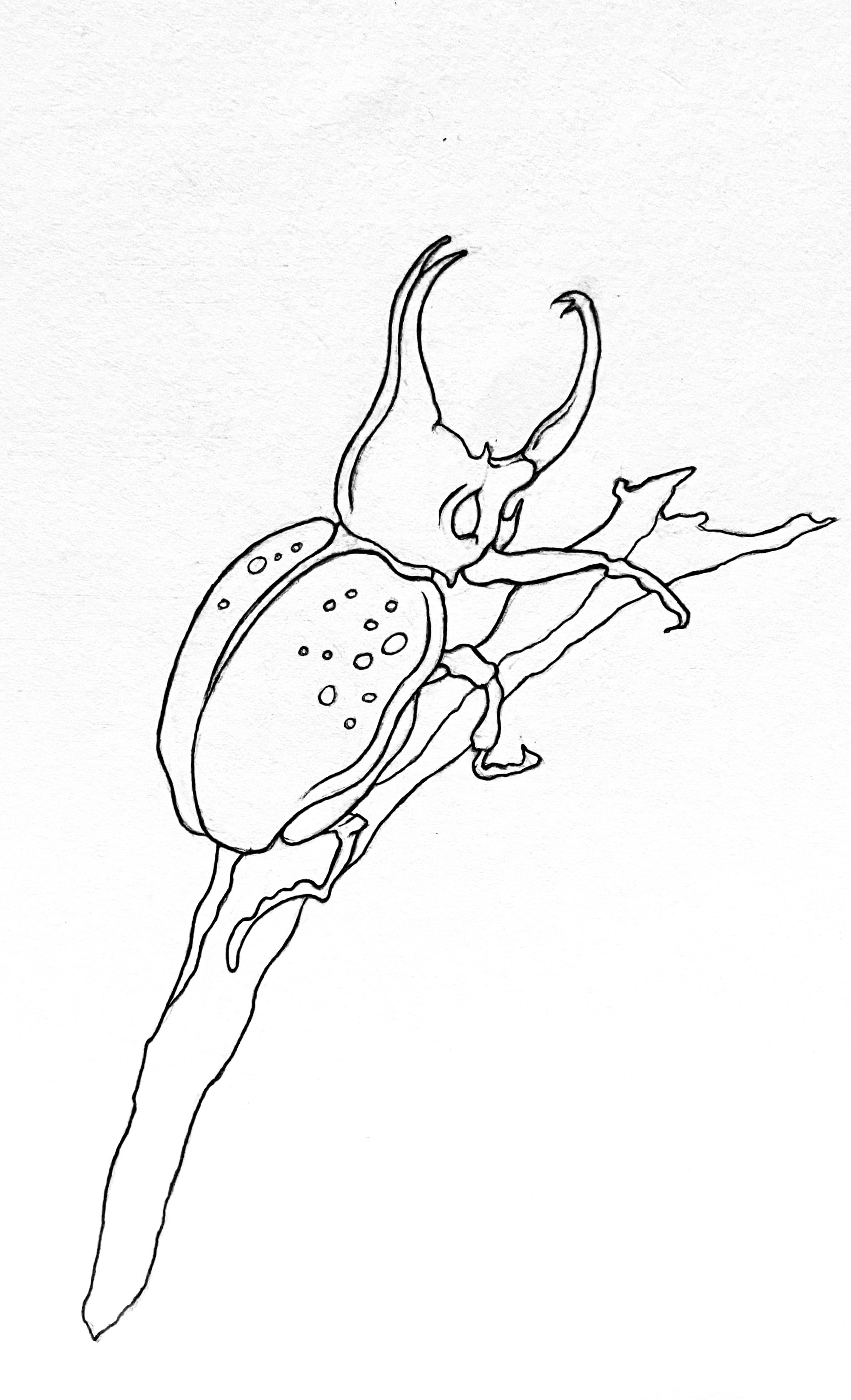 Linework Scan [BEETLE]