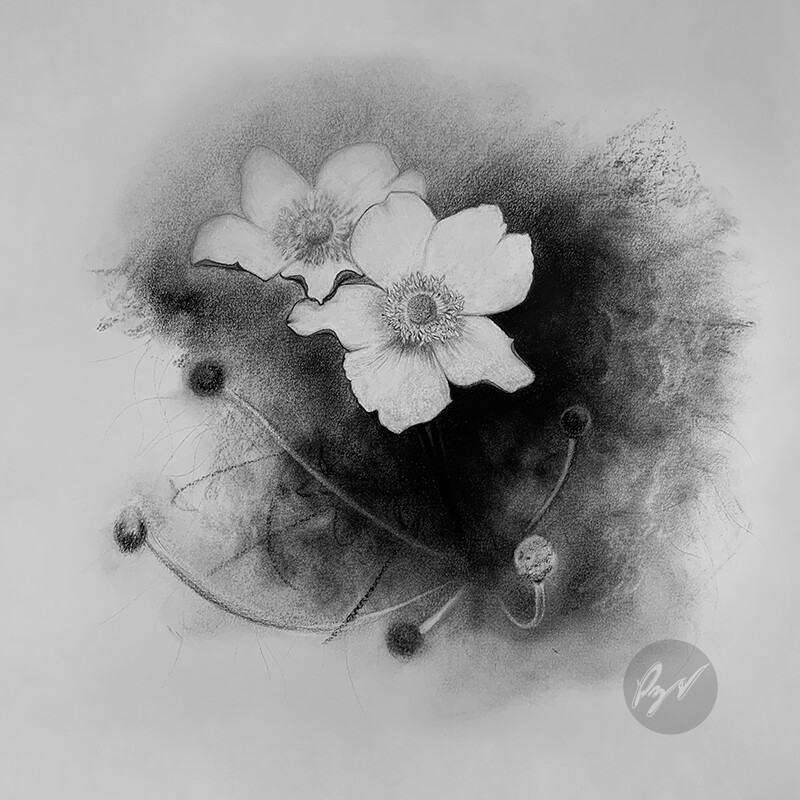 Flower Drawing with White Charcoal Pencil for Beginners