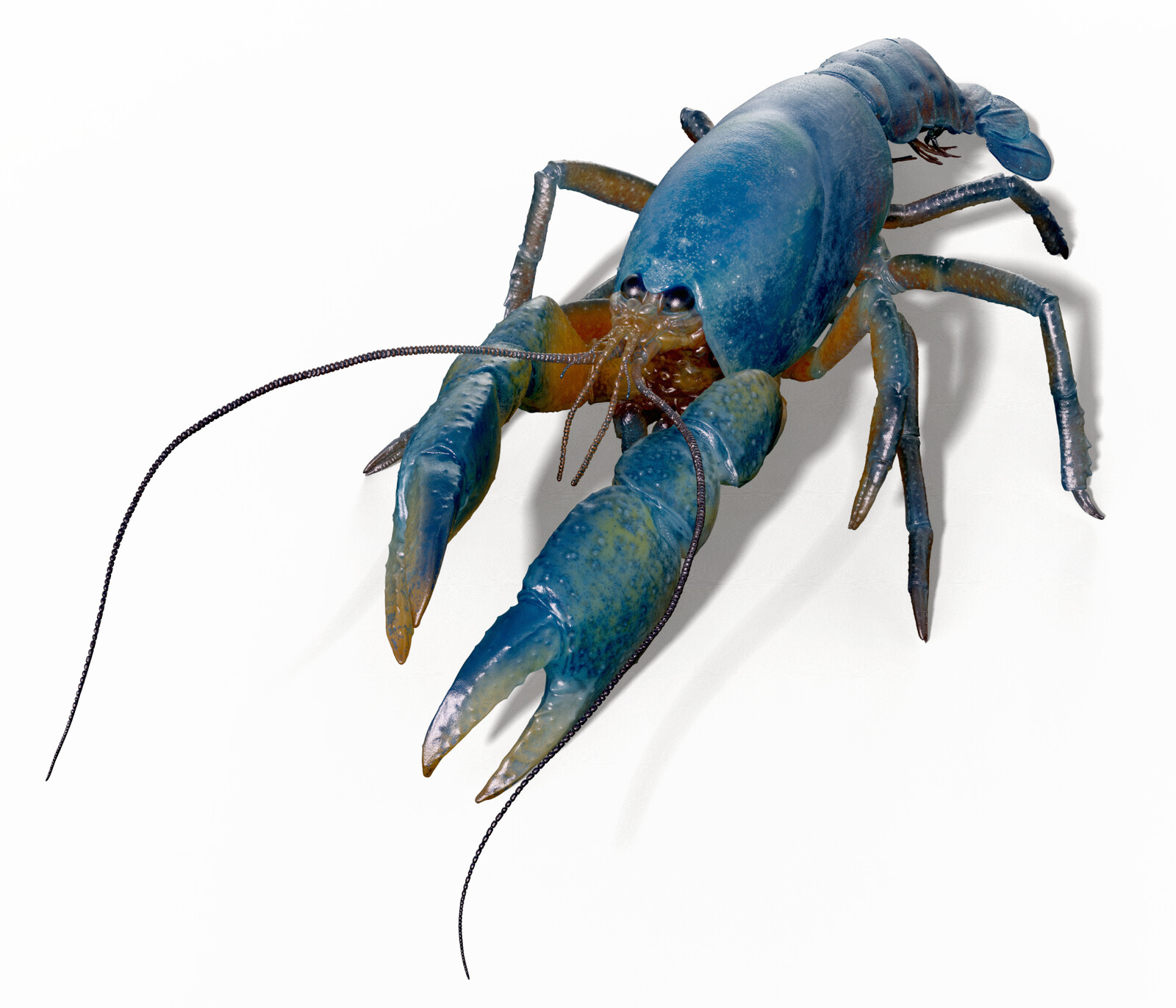 Crayfish model rendered in Keyshot