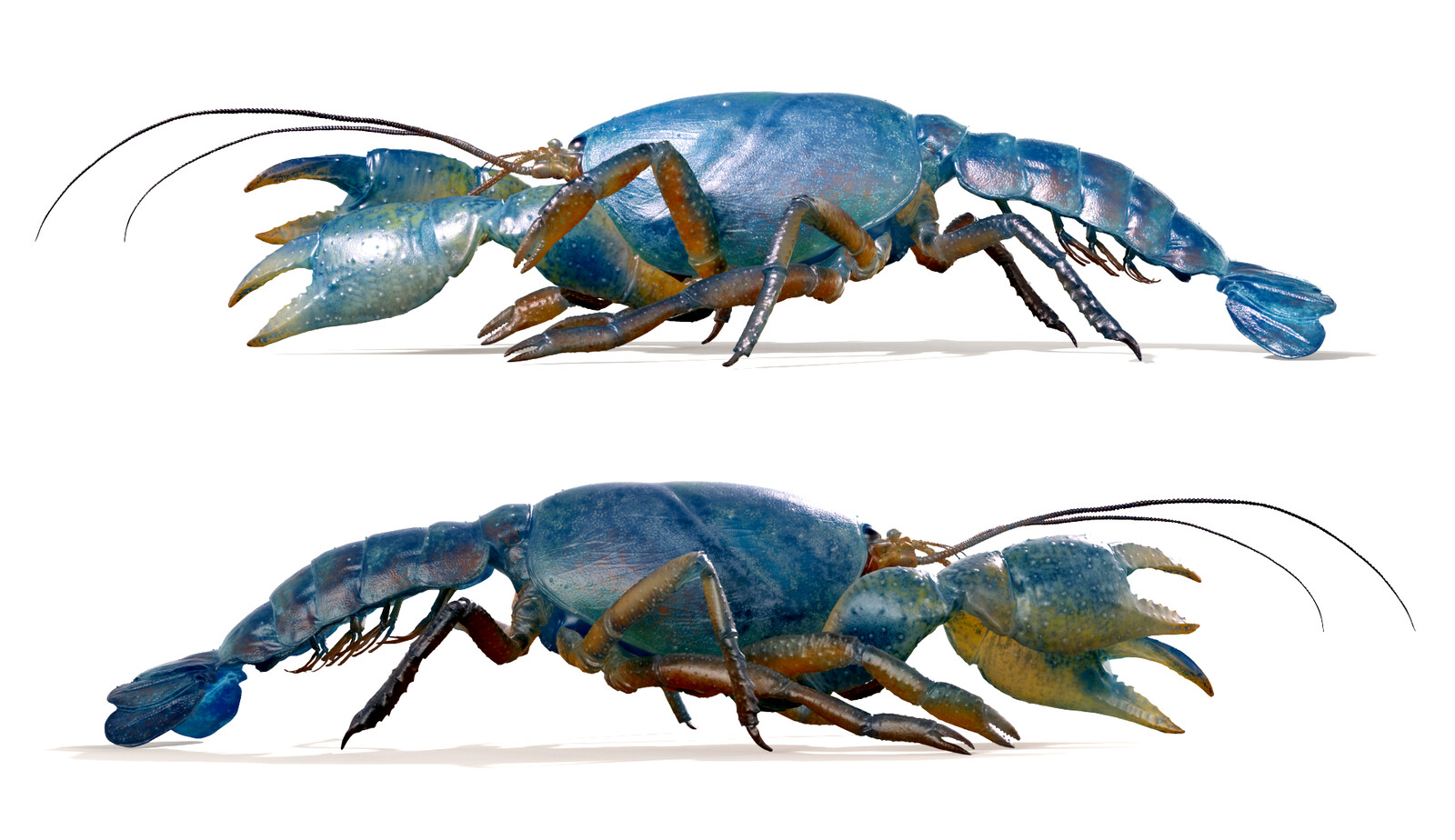 Crayfish model rendered in Keyshot