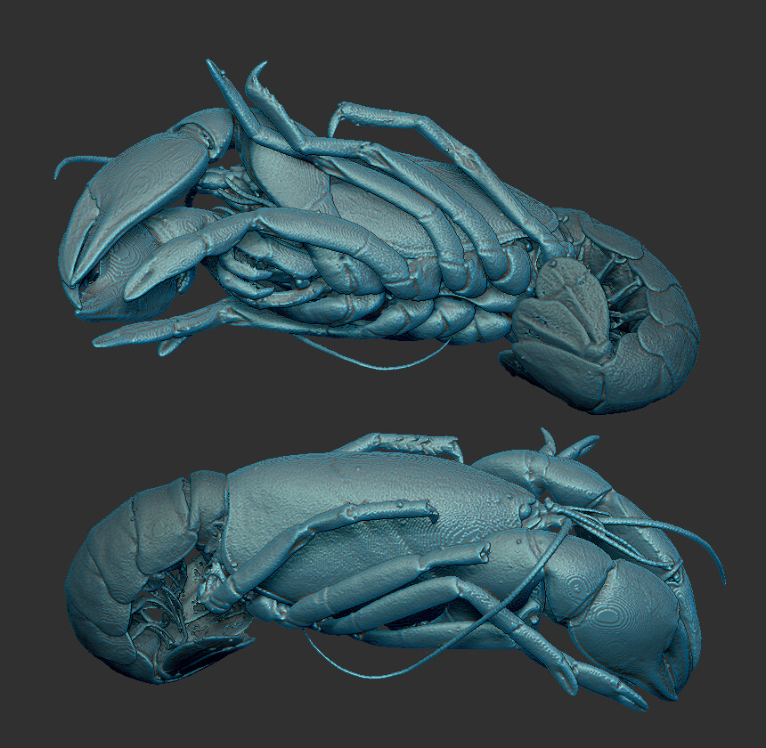 original scan data of the crayfish model
