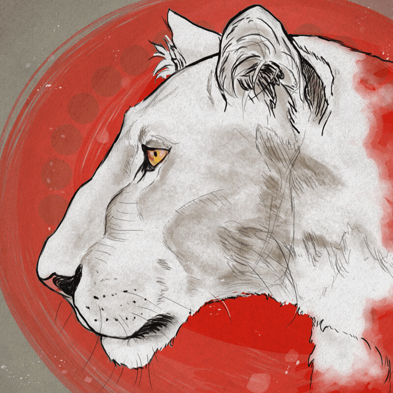 Felines 04 - lioness in profile