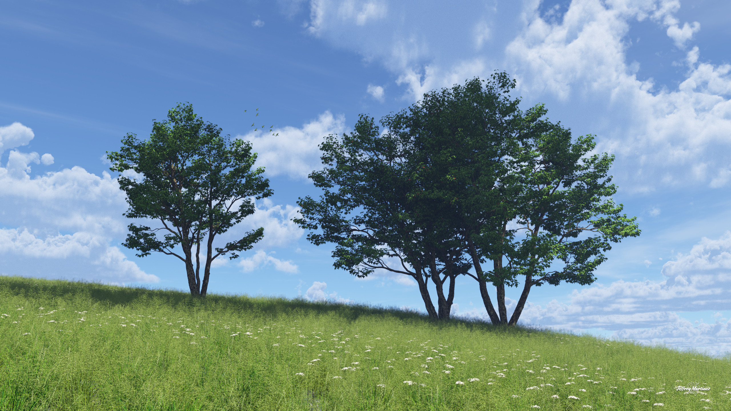 Trees on a Hill - Sun
20220622TG