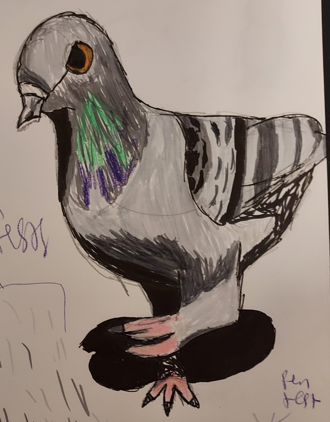 Pigeon Observational Sketch- May 2022