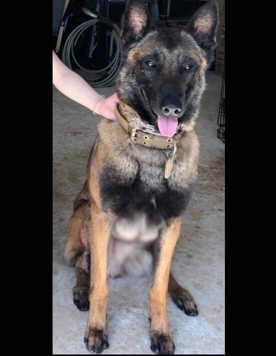 The reference image of Artemis, Cristian's Belgian Malinois.