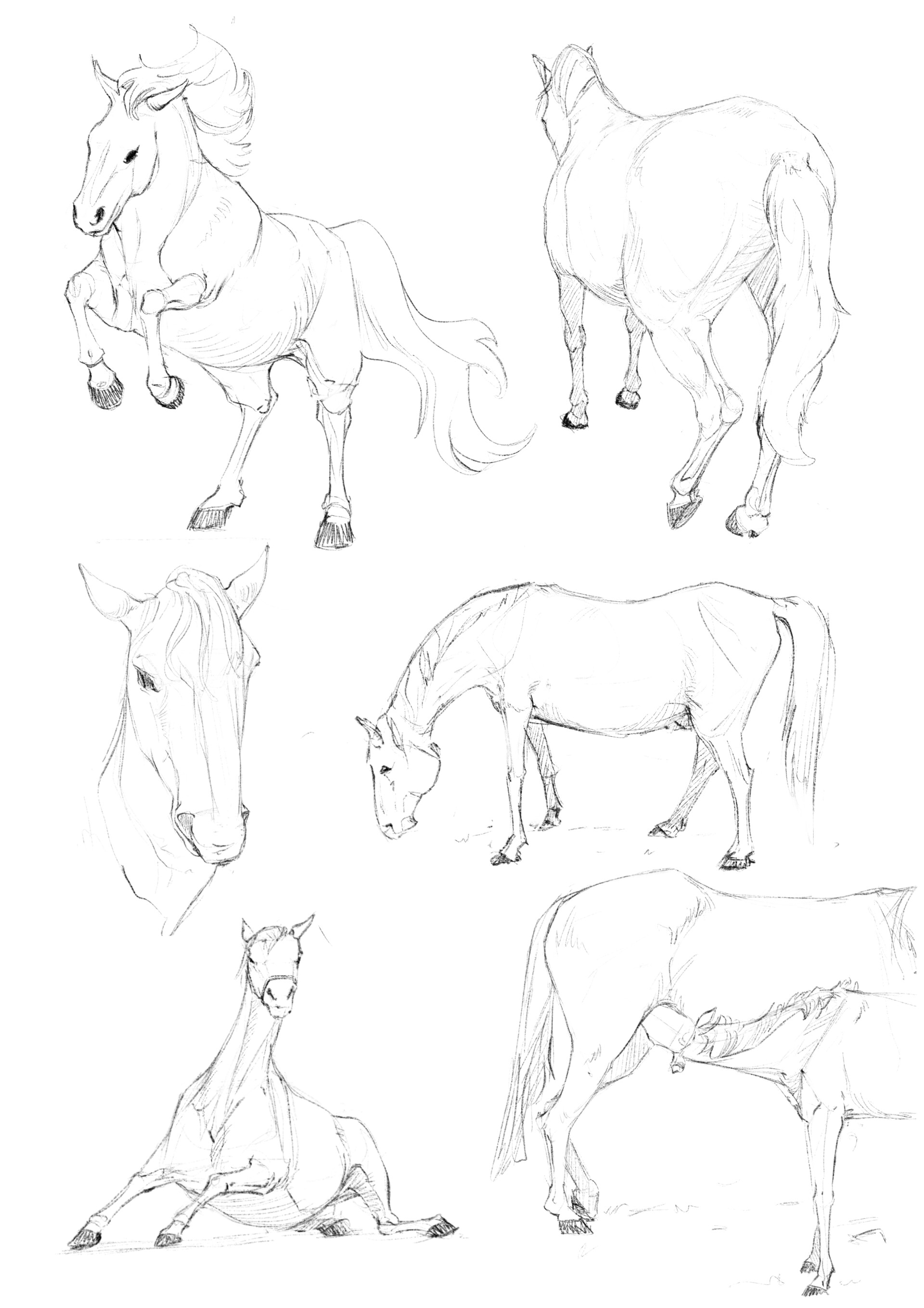 artstation-horse-study