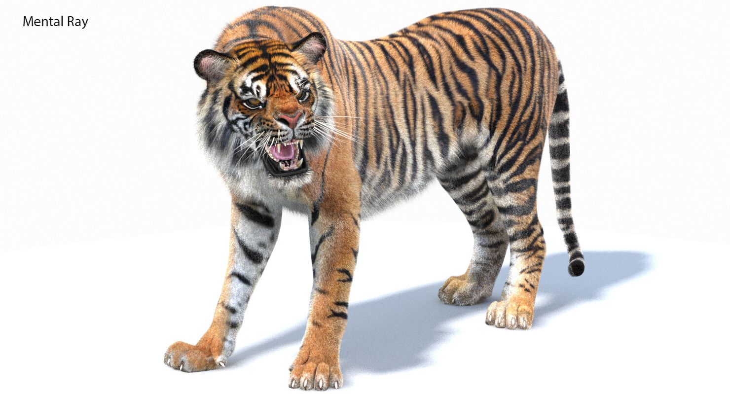 7,672 Sumatran Tiger Images, Stock Photos, 3D objects, & Vectors