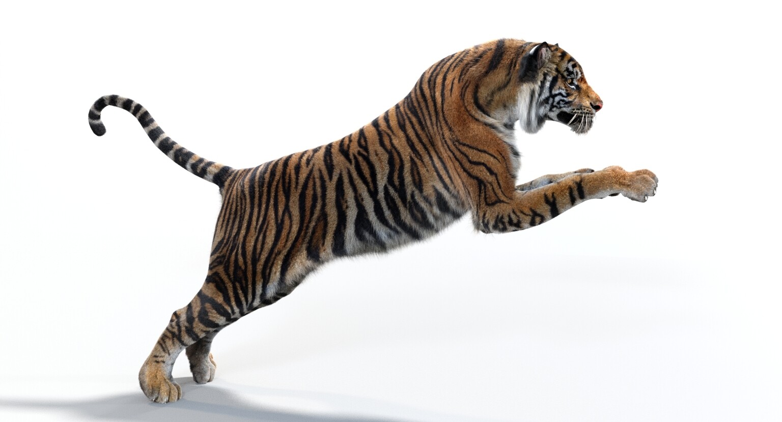 3D Tiger Images – Browse 17,860 Stock Photos, Vectors, and Video