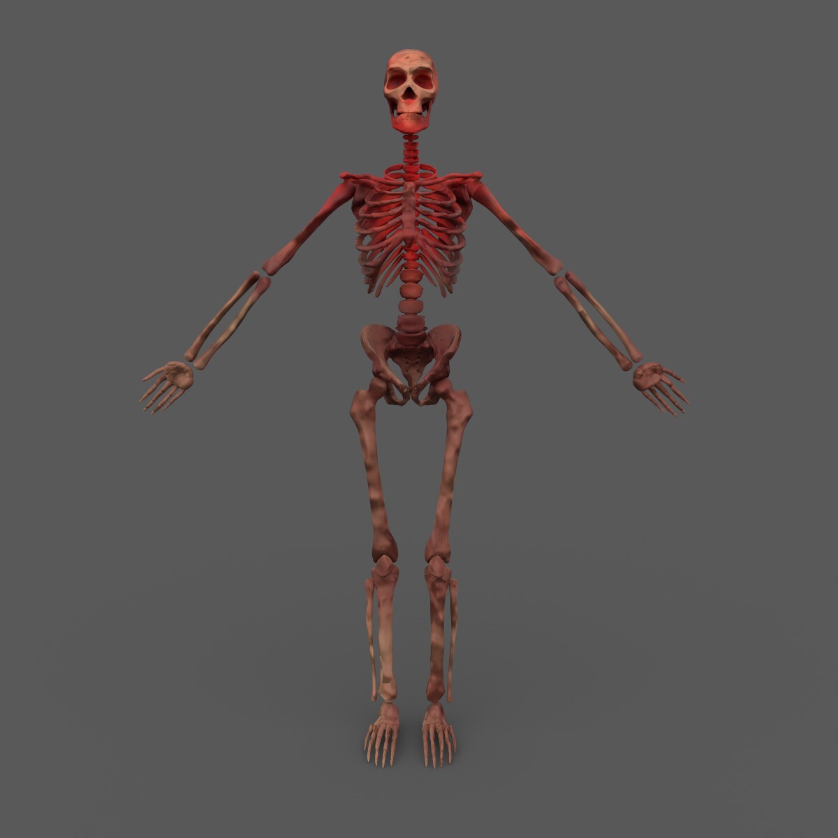 ArtStation - 3D Human Skeleton