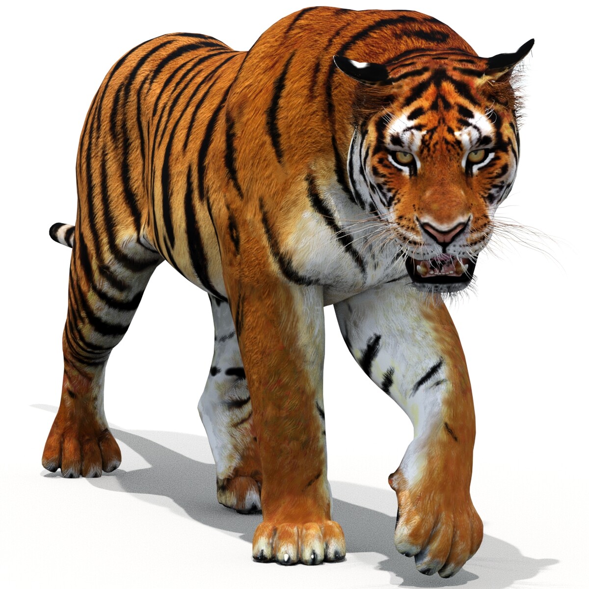 ArtStation - Tiger Animated 3d Model | PROmax3D