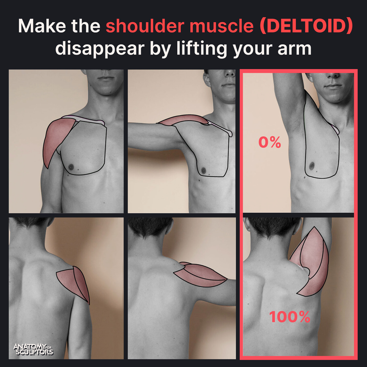 Anatomy For Sculptors Deltoid Movement Lifting Arm Up Anatomy For Sculptors Deltoid Movement Lifting Arm Up