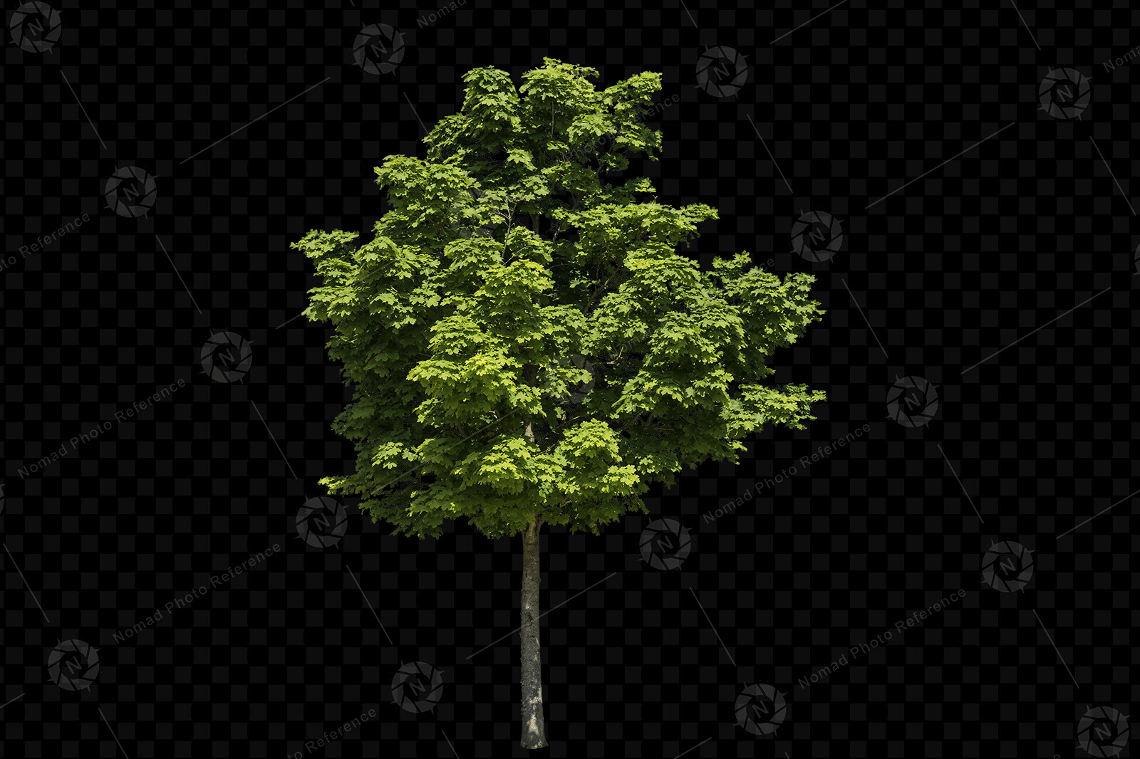 From the PNG Photo Pack: Trees

https://www.artstation.com/a/18370312