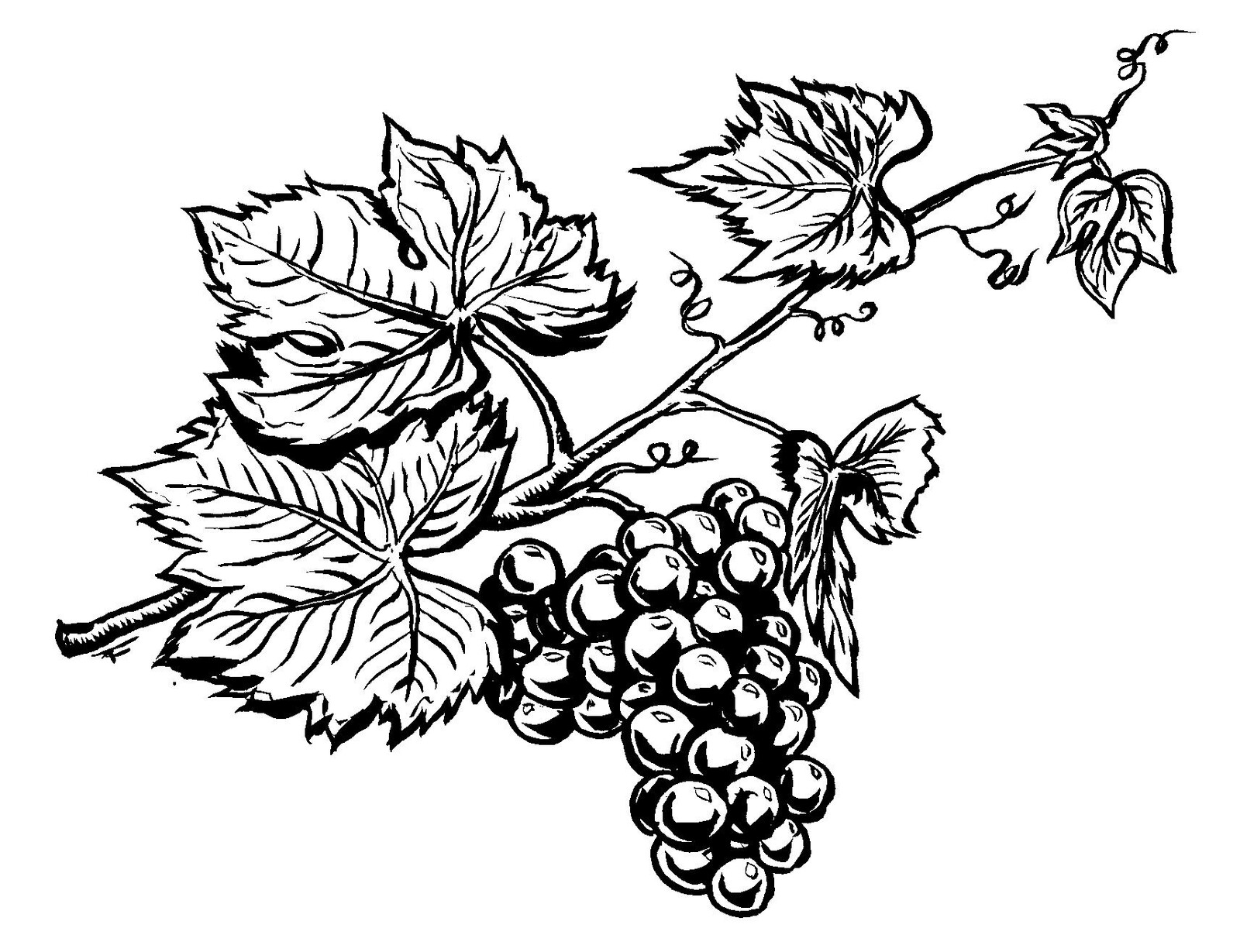 Лоза винограда