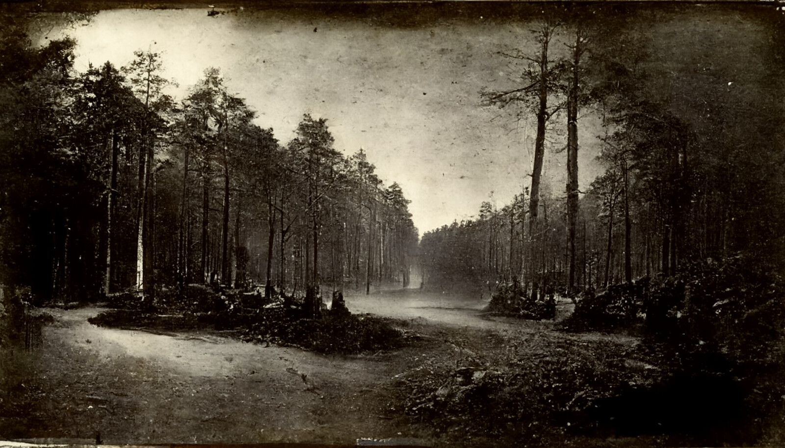 Forest Landscape #12
c. 1881
Photograph
'The road to Cer Mare'
