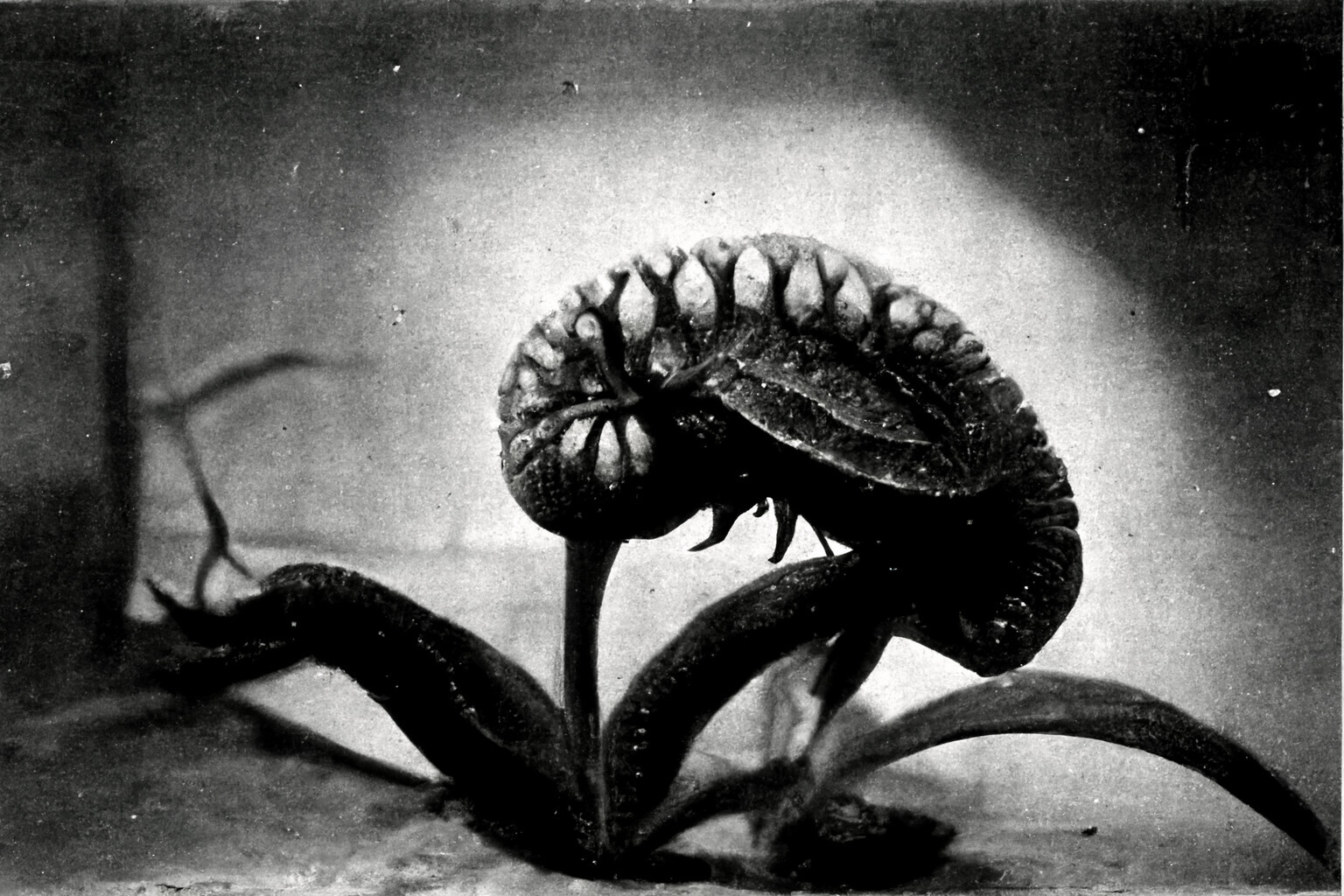 Ripe Lime Dragon
c. 1881
Photograph
'This was originally a bell pepper plant'