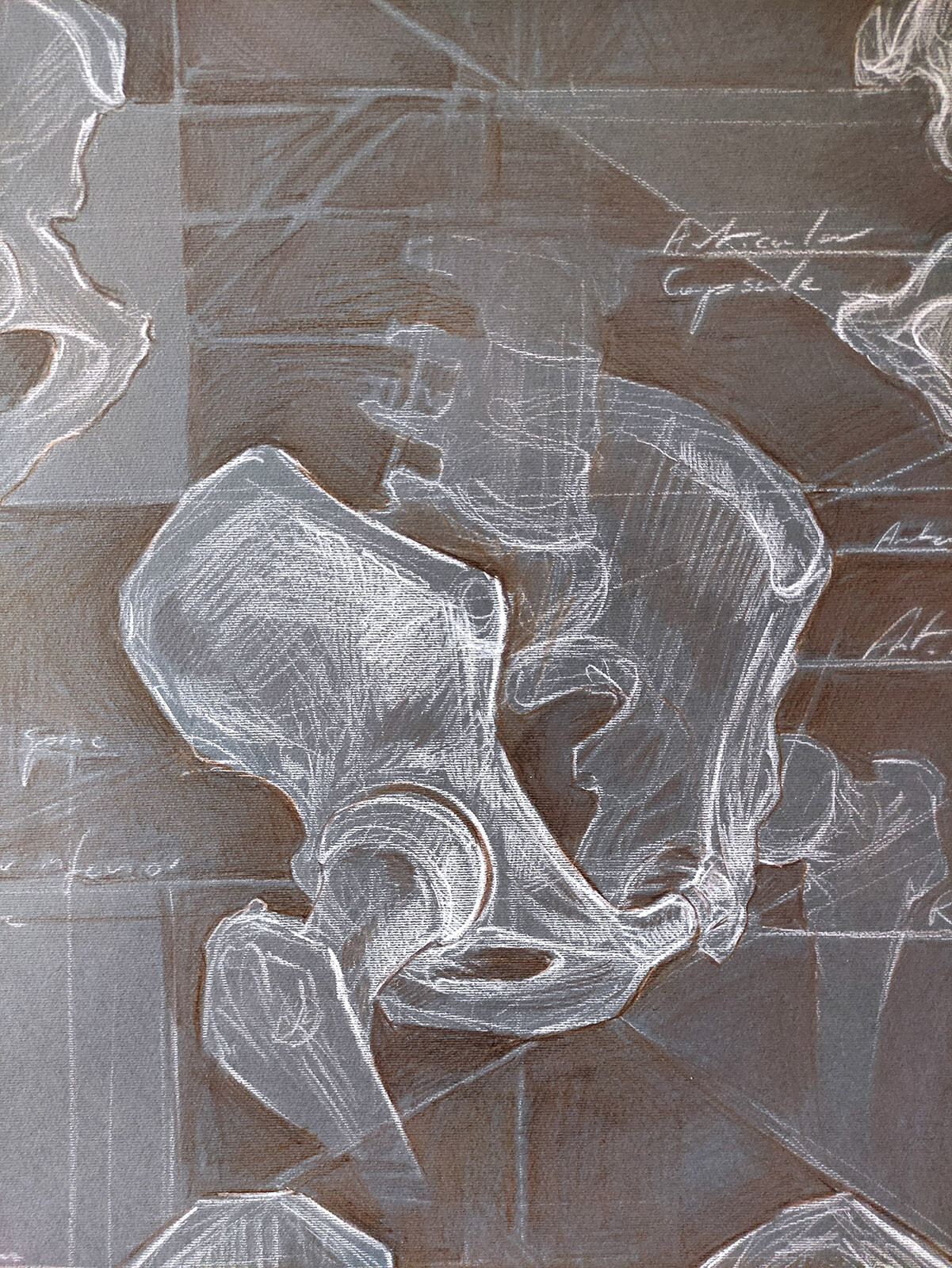 human pelvis with hip joint - detail