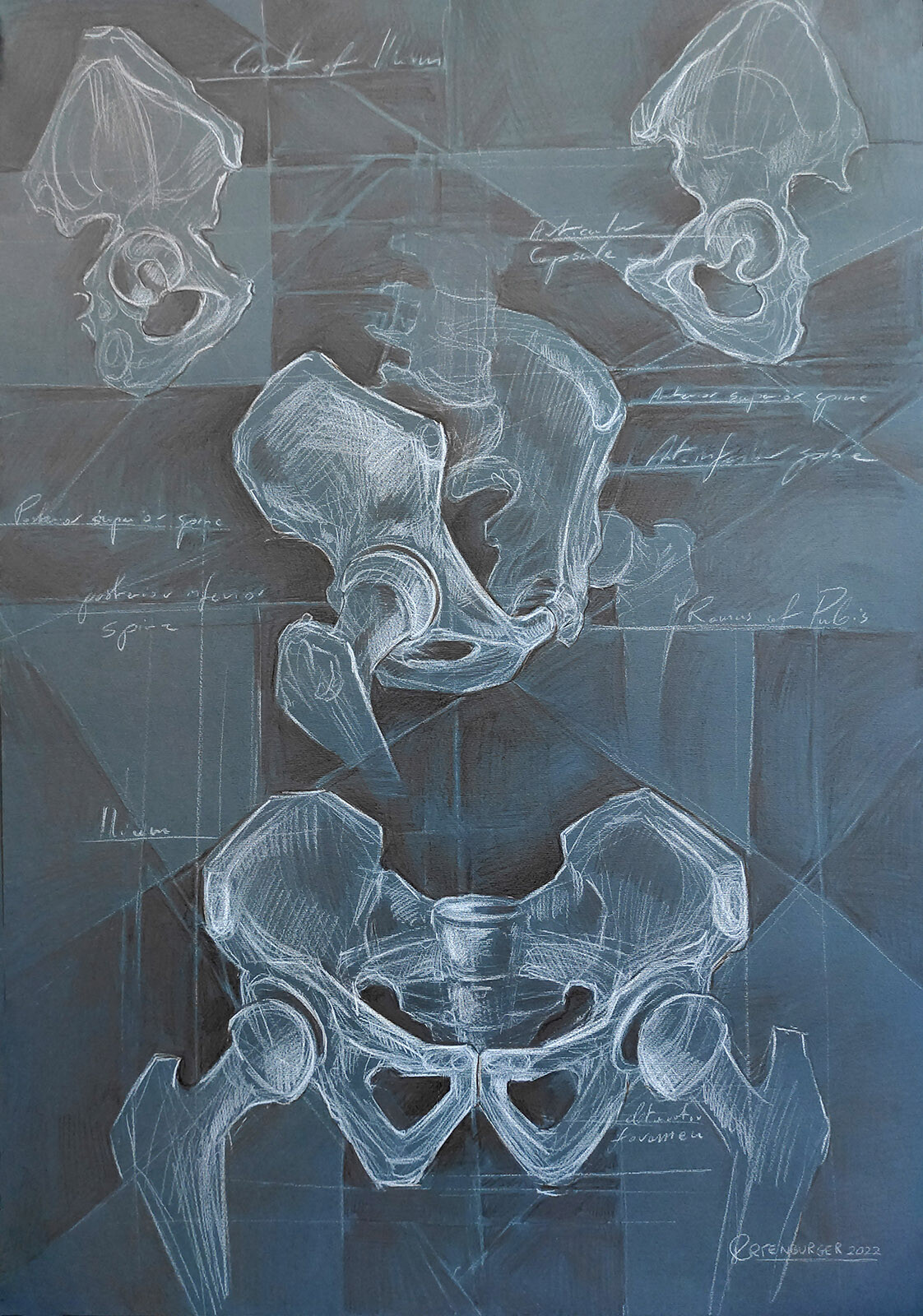 Human hip and pelvis - full board