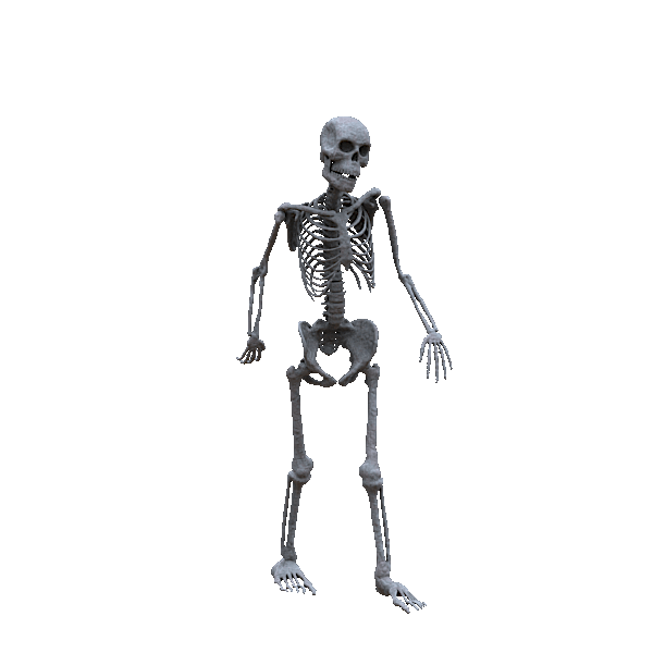 William Jacob - Wizards Of Nature (Rig and Animation - Skeleton)