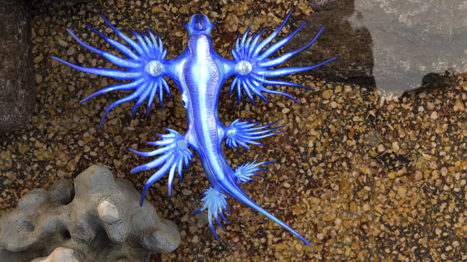 Nudibranch model rendered in Redshift for Maya
