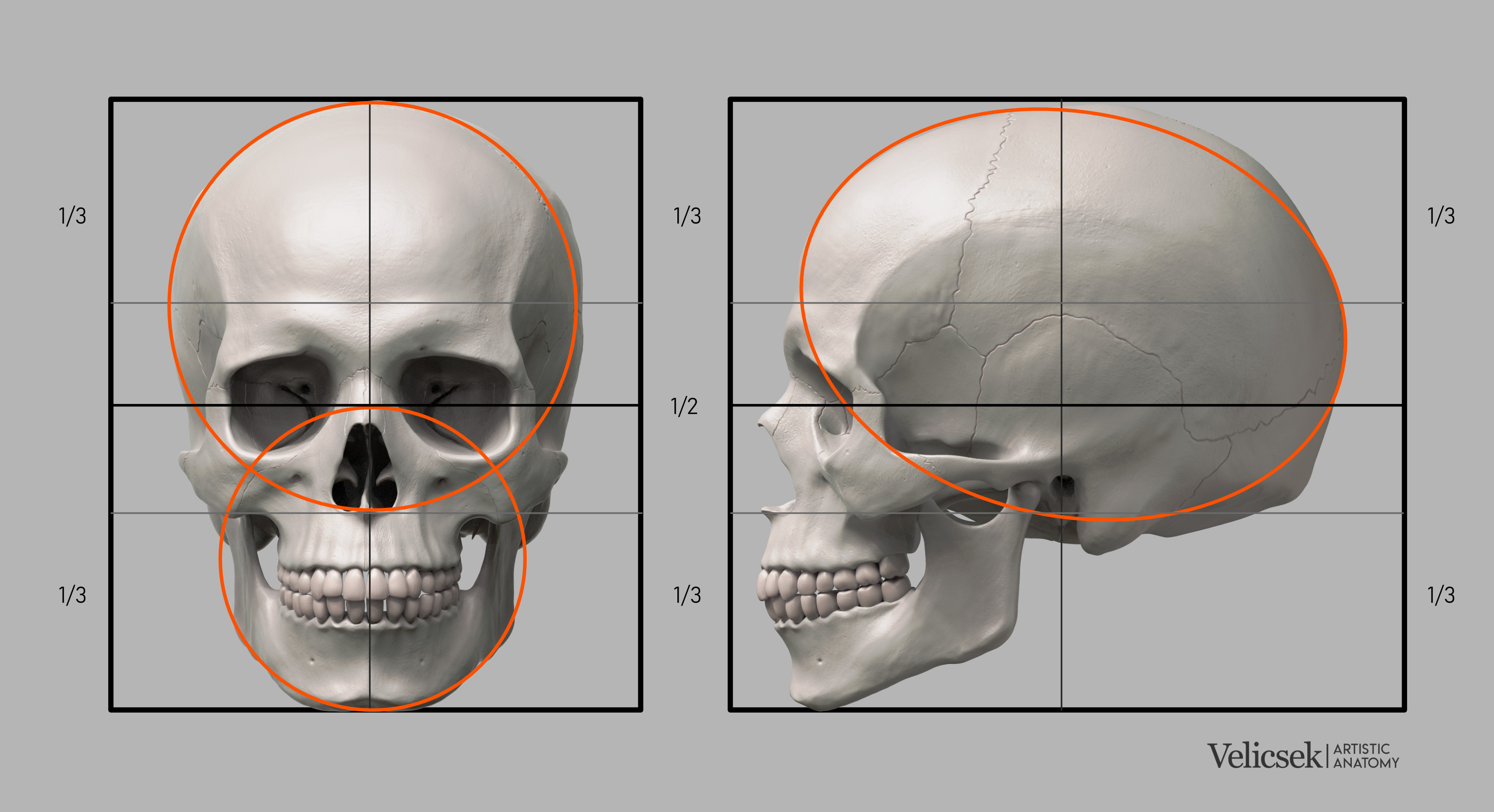 Gusztav Velicsek - Proportions Guide of the Human Skull