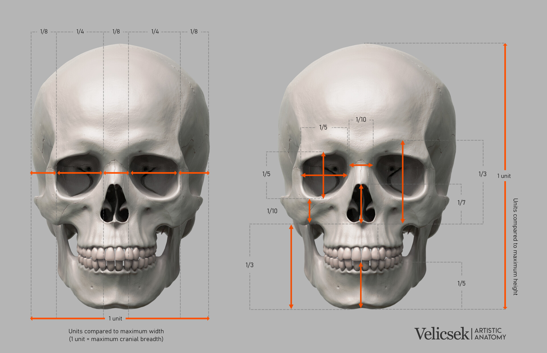 Gusztav Velicsek - Proportions Guide of the Human Skull