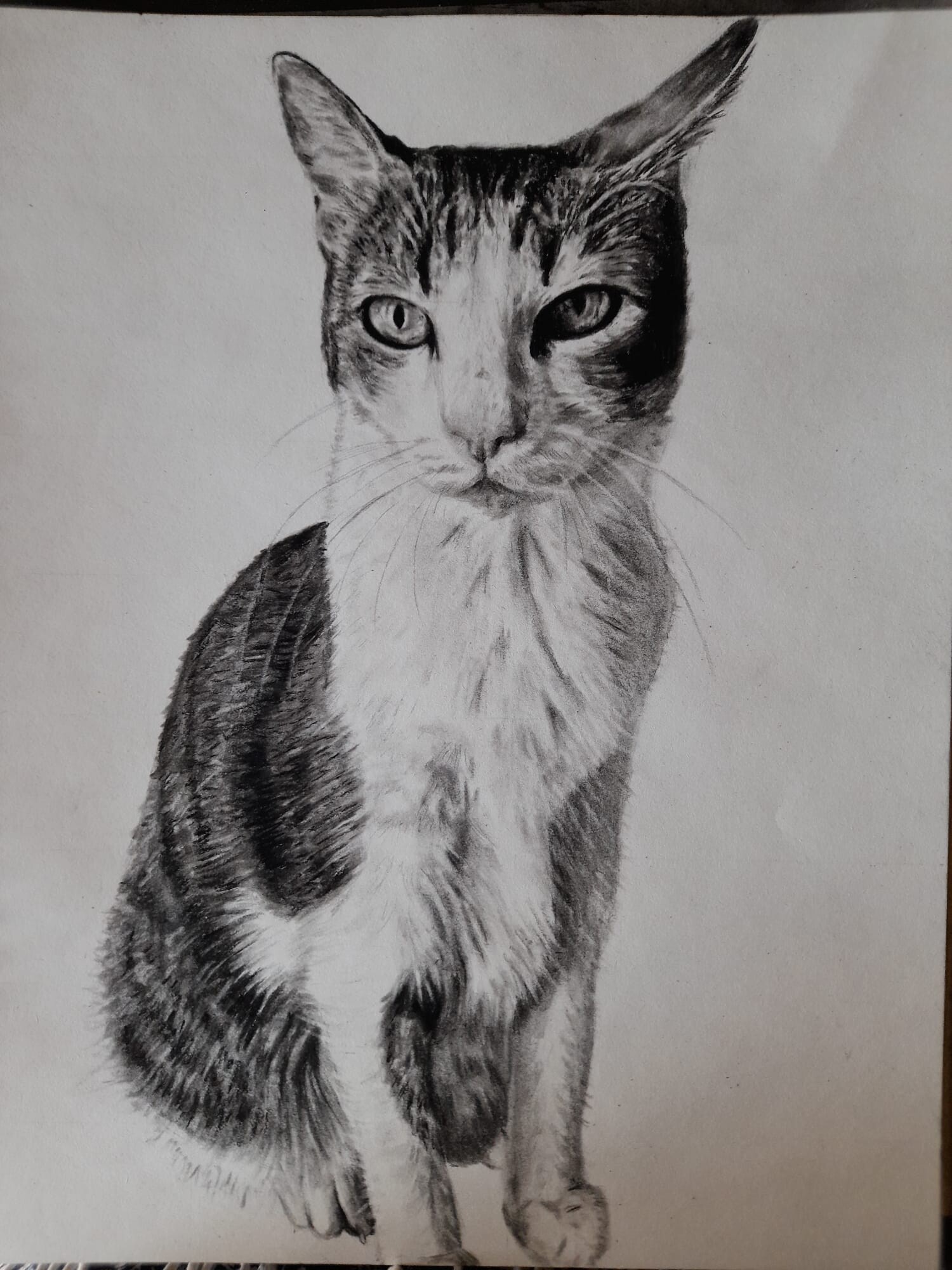 ArtStation - Cat Realistic Charcoal Drawing