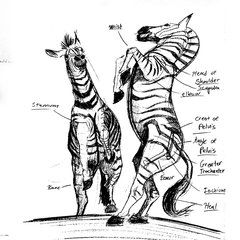 Animal Studies