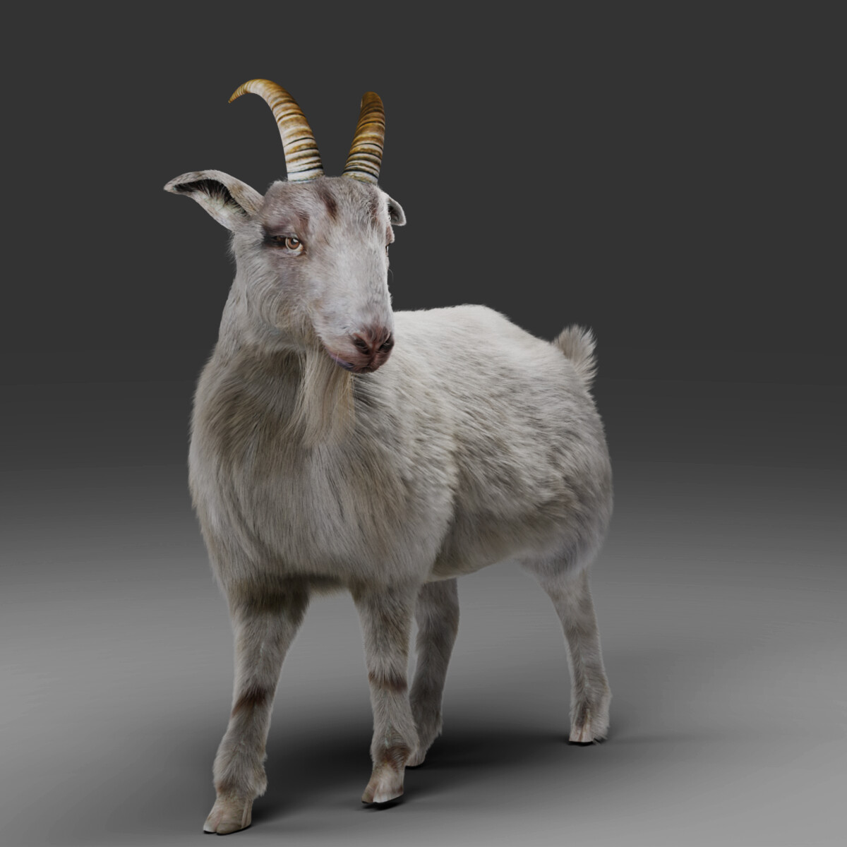 ArtStation - Fur Goat 02 Rigged and Animated in Blender