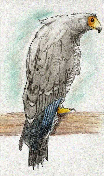 African Harrier Hawk