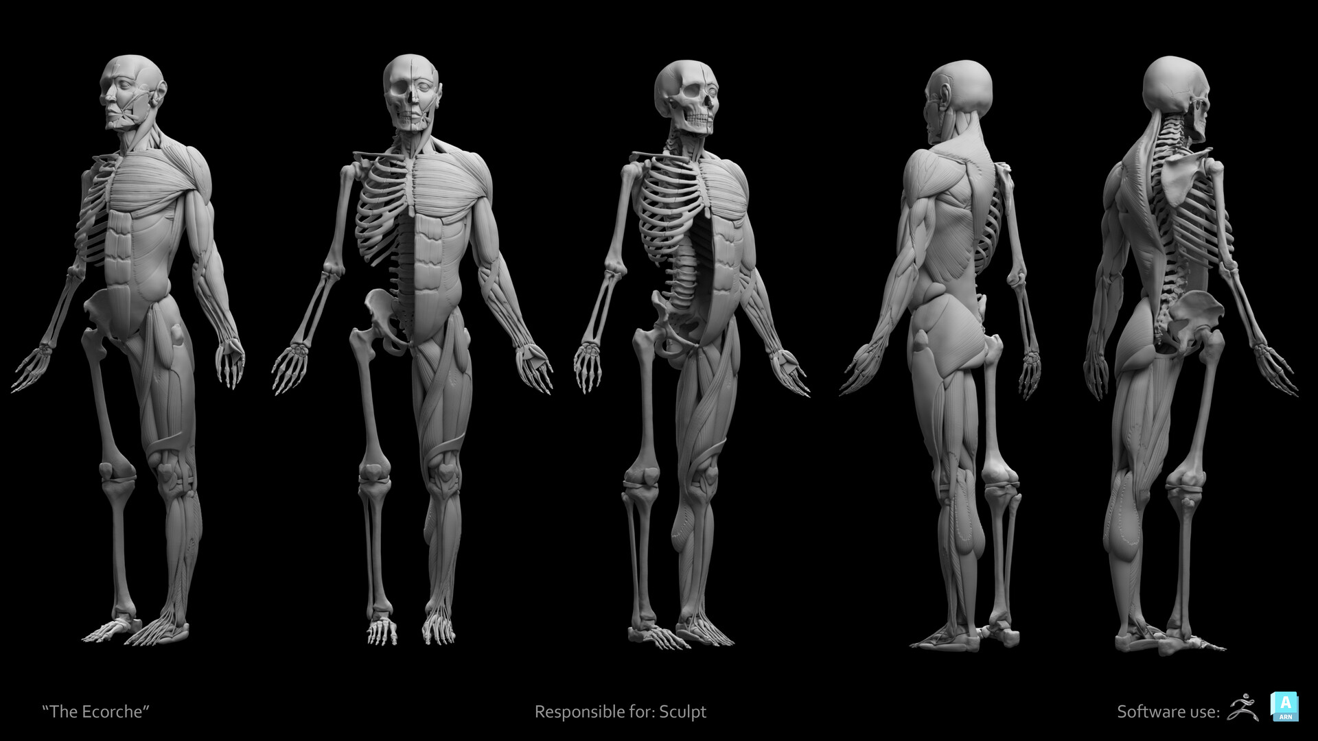 ArtStation Digital Ecorche