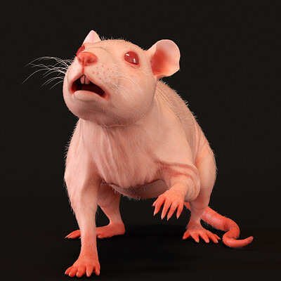 hairless rat